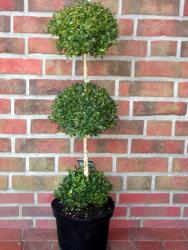 tempbuchs3erkugel Buchsbaum - 3er Kugel (Höhe: 100-110 cm), Buxus sempervirens