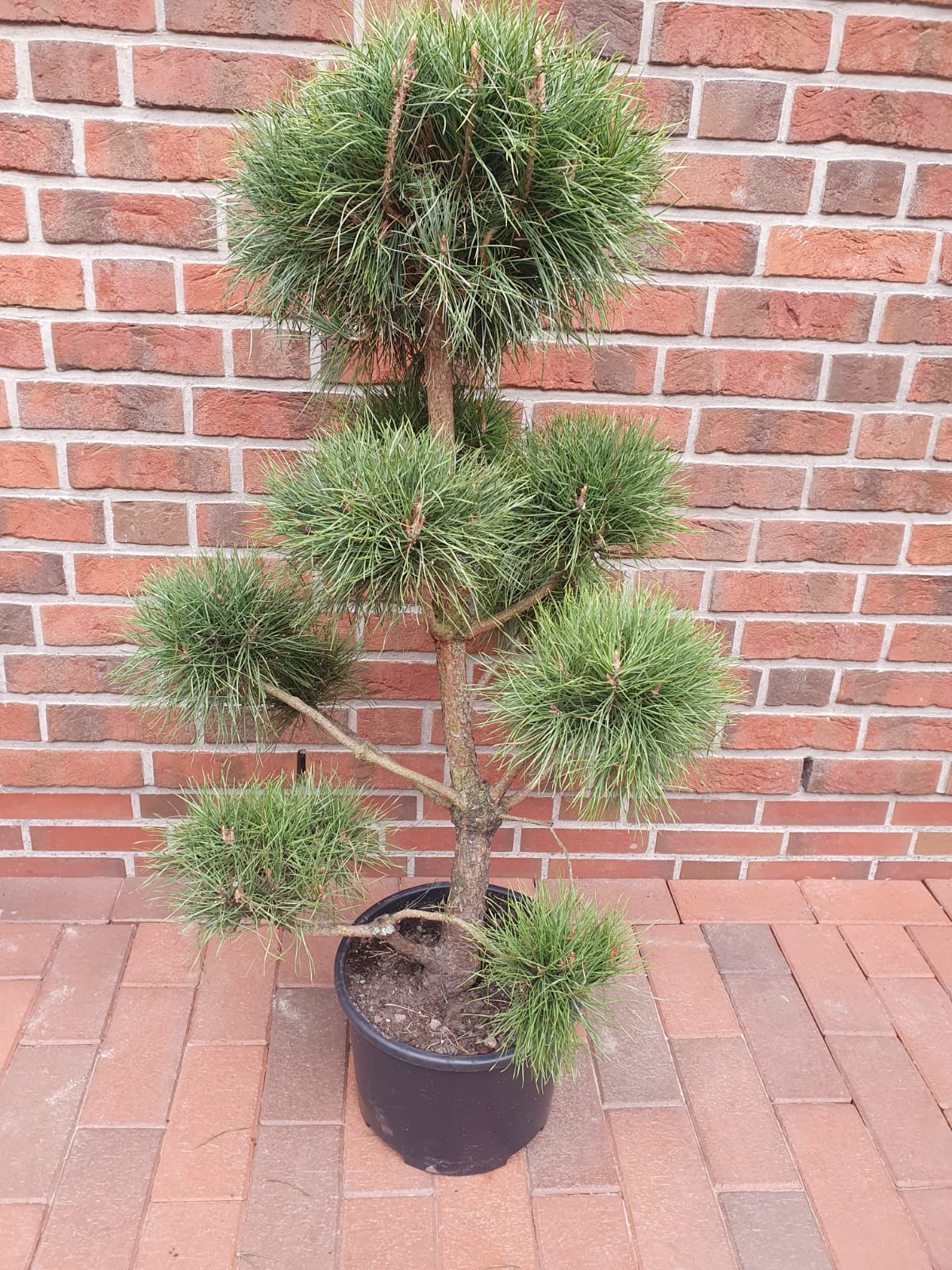 Pinus-sylvestris-Gartenbonsai Kiefer - Gartenbonsai, Pinus sylvestris (Höhe: 130-140 cm)