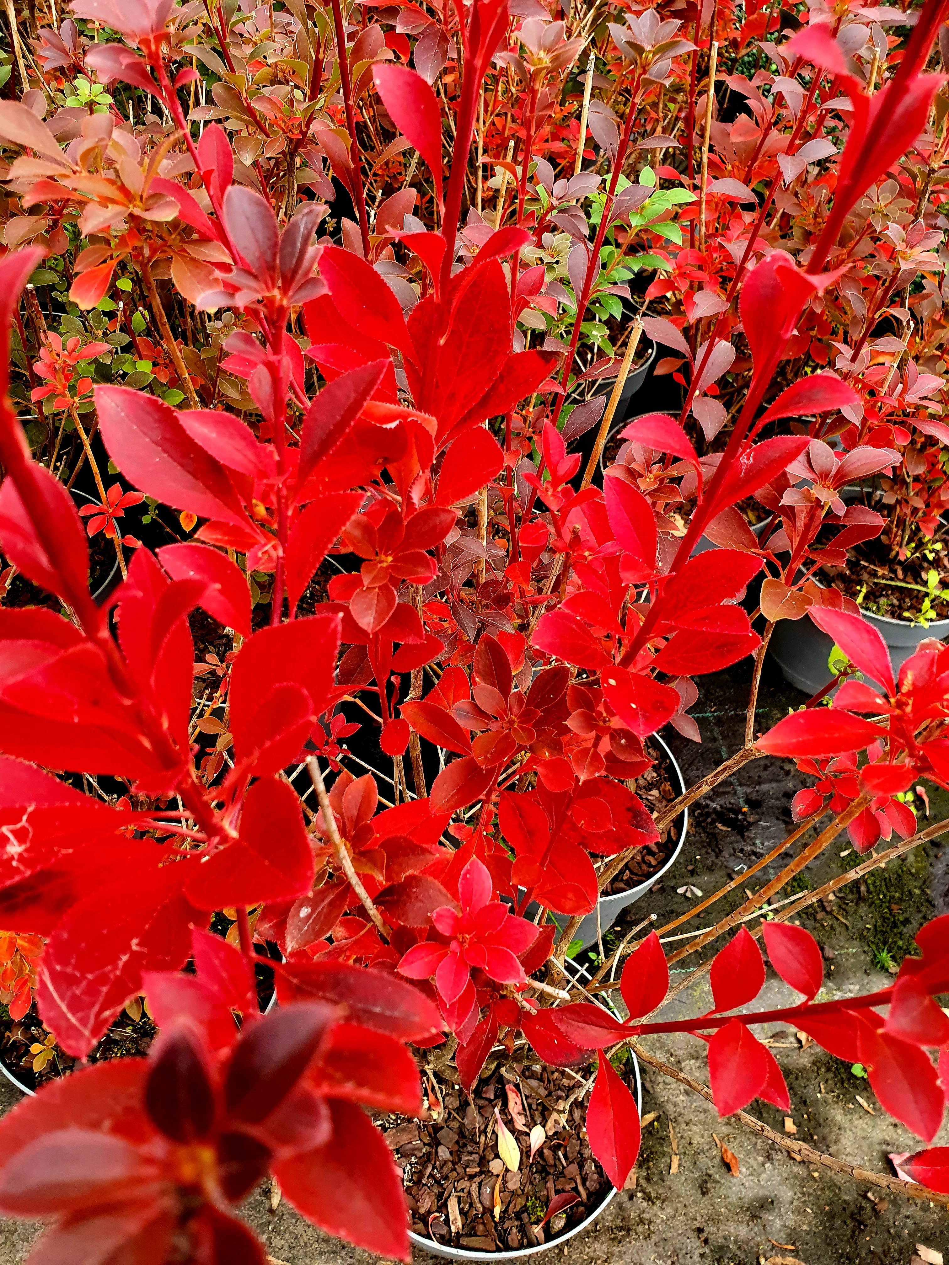 20211014_113639 Prachtglocke (Höhe: 120-130 cm),  Enkianthus campanulatus