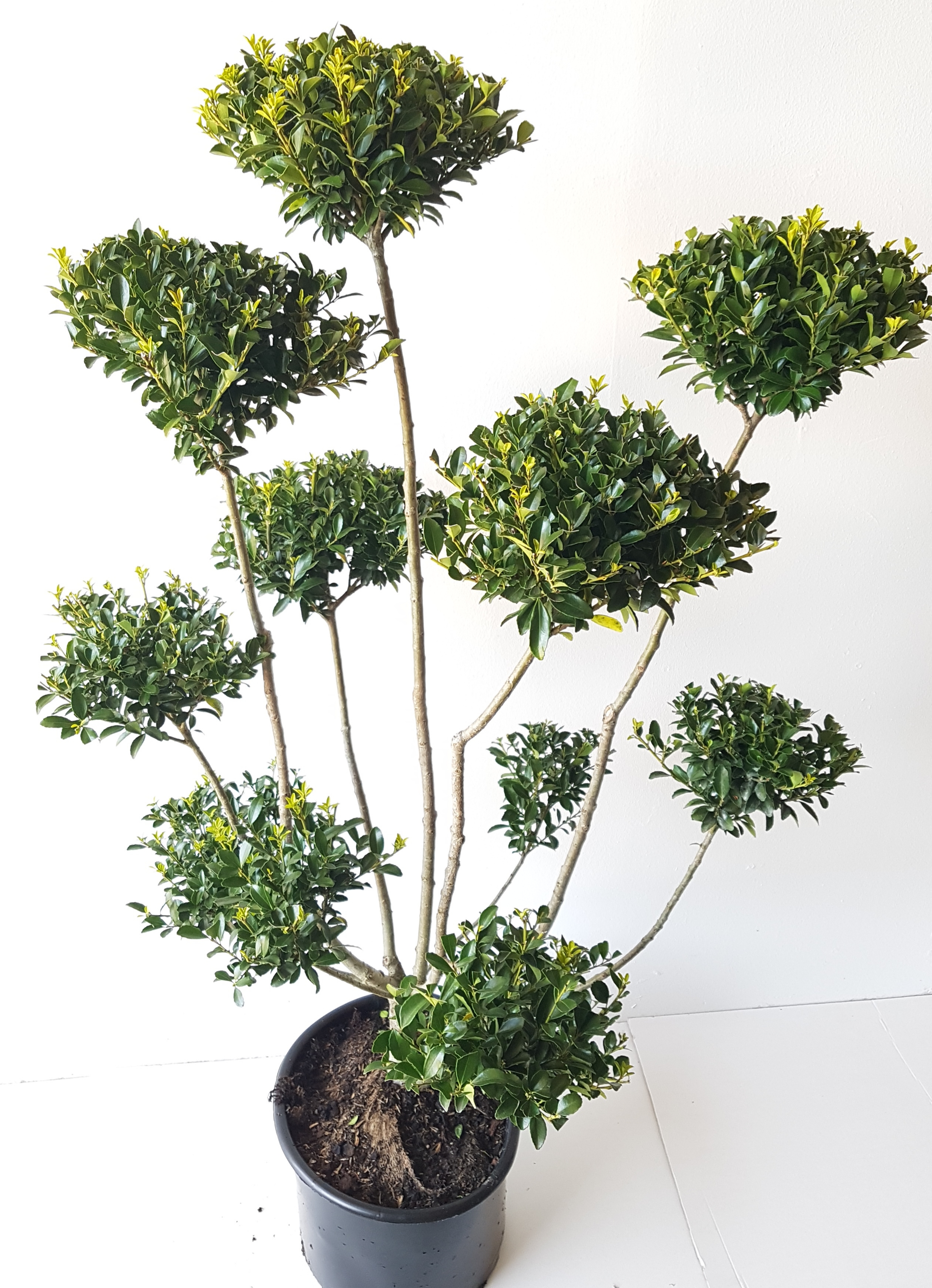 Ilex-Bonsai1 Gartenbonsai / PonPon (Höhe: 120-130 cm) - Ilex crenata 'Glorie Gem'