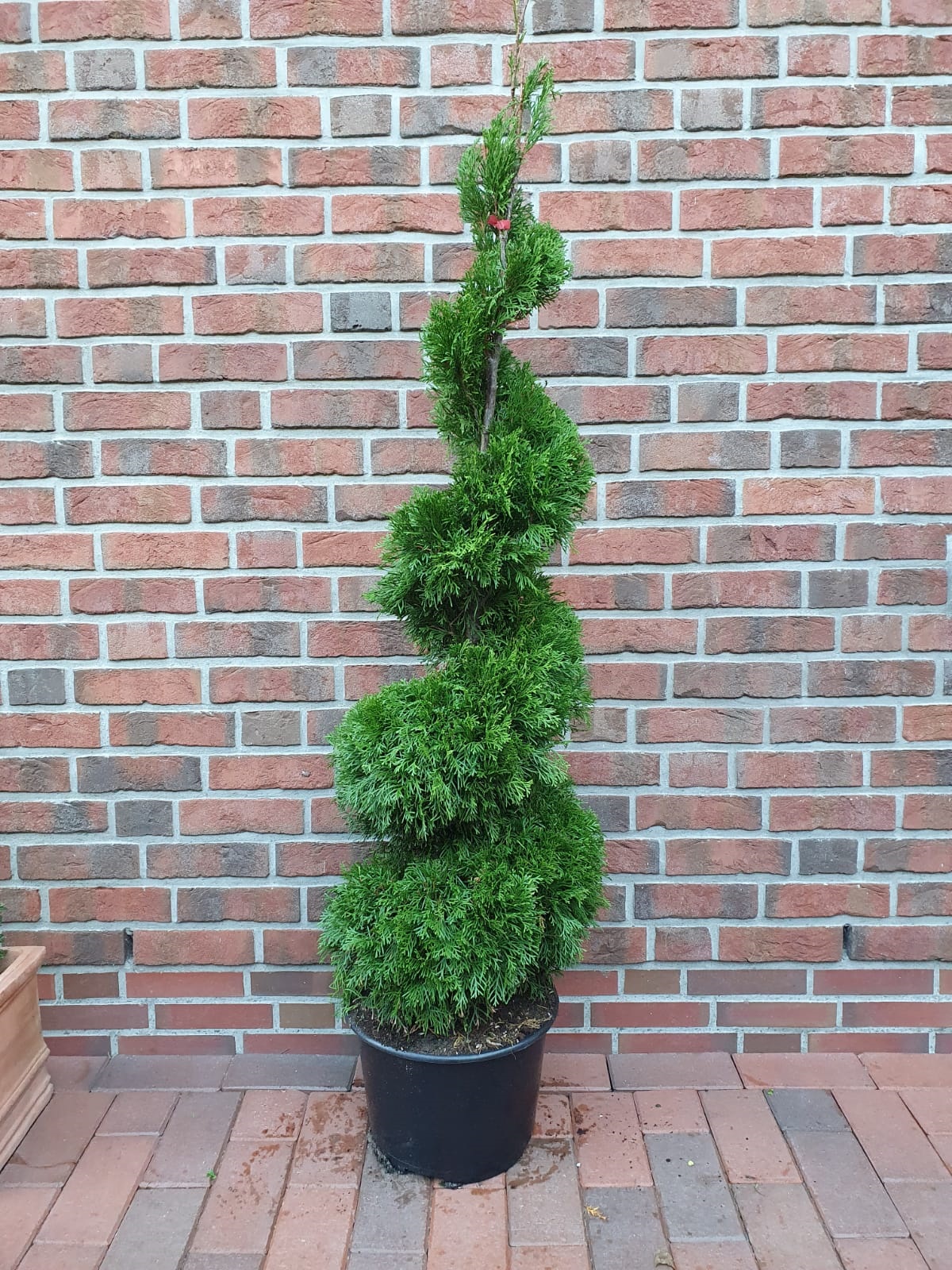 Thuja_Spirale_2021 Edelthuja Spirale (Höhe: 130-140 cm) - Thuja occidentalis Smaragd