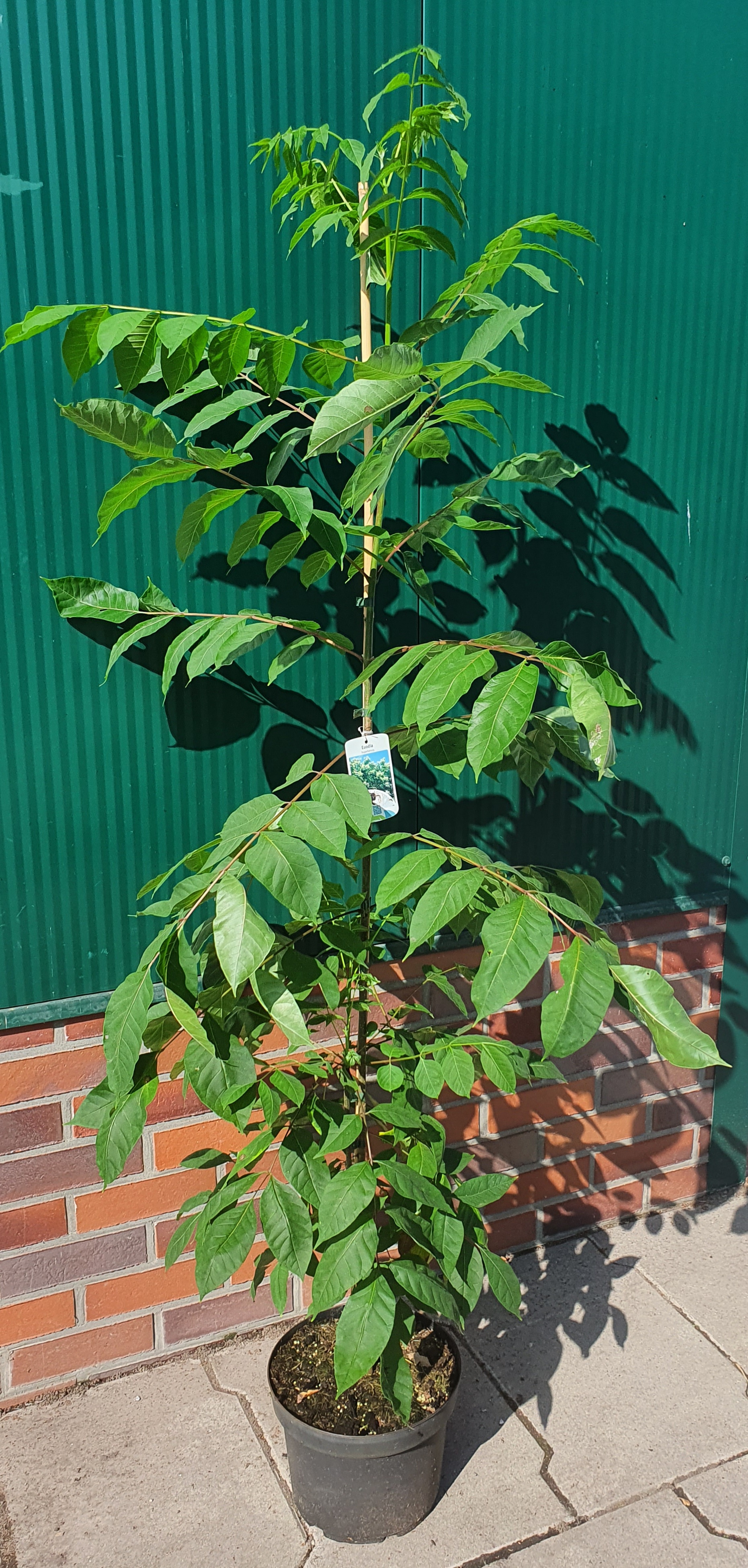 Euodia Tausendblütenstrauch (Höhe: 120-130 cm), Bienenbaum, Euodia hupehensis