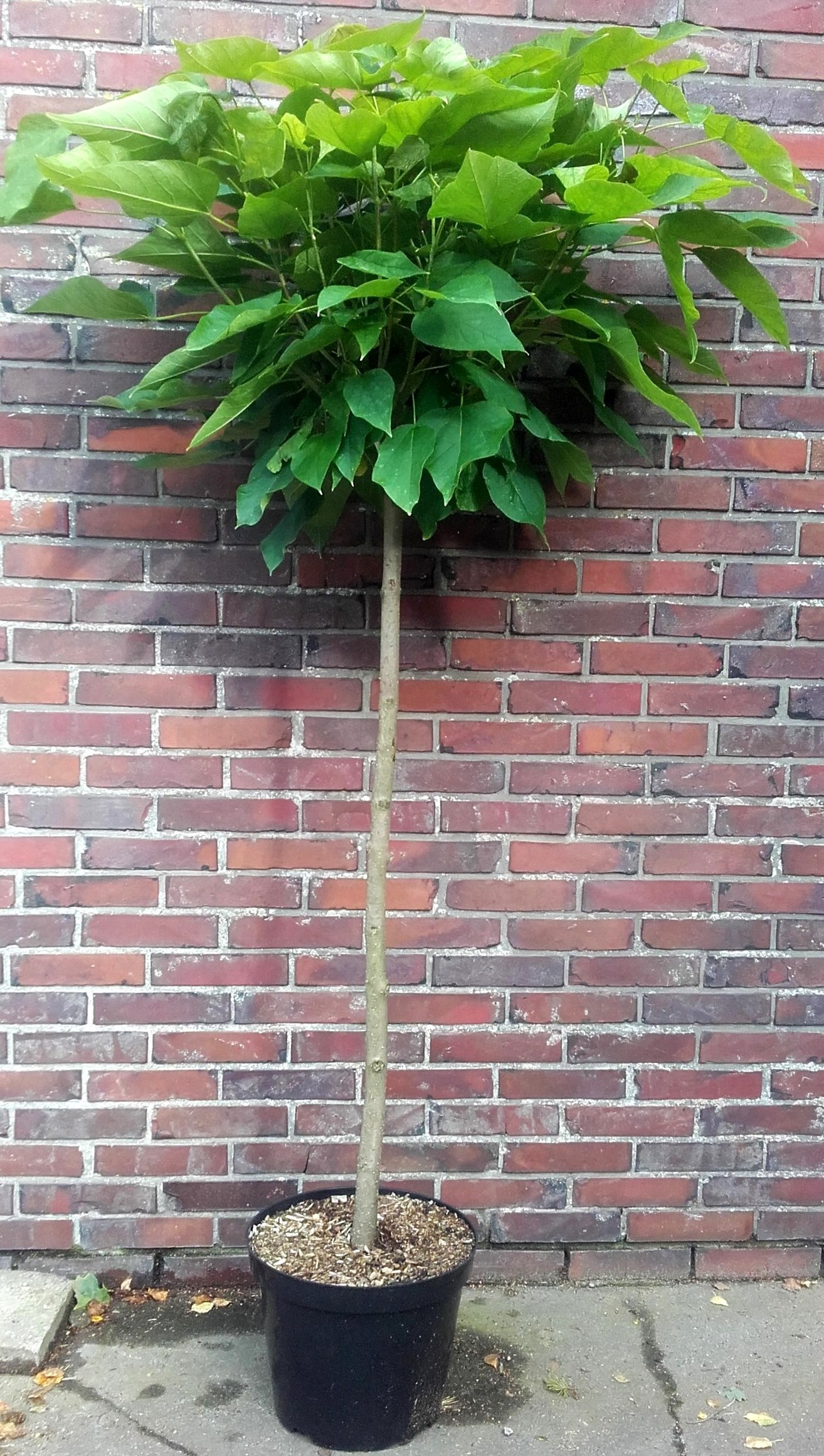 catalpa-180-190 Kugel-Trompetenbaum auf Stamm (Höhe: 180-190 cm / Sth. 120 cm), Catalpa bignonioides Nana