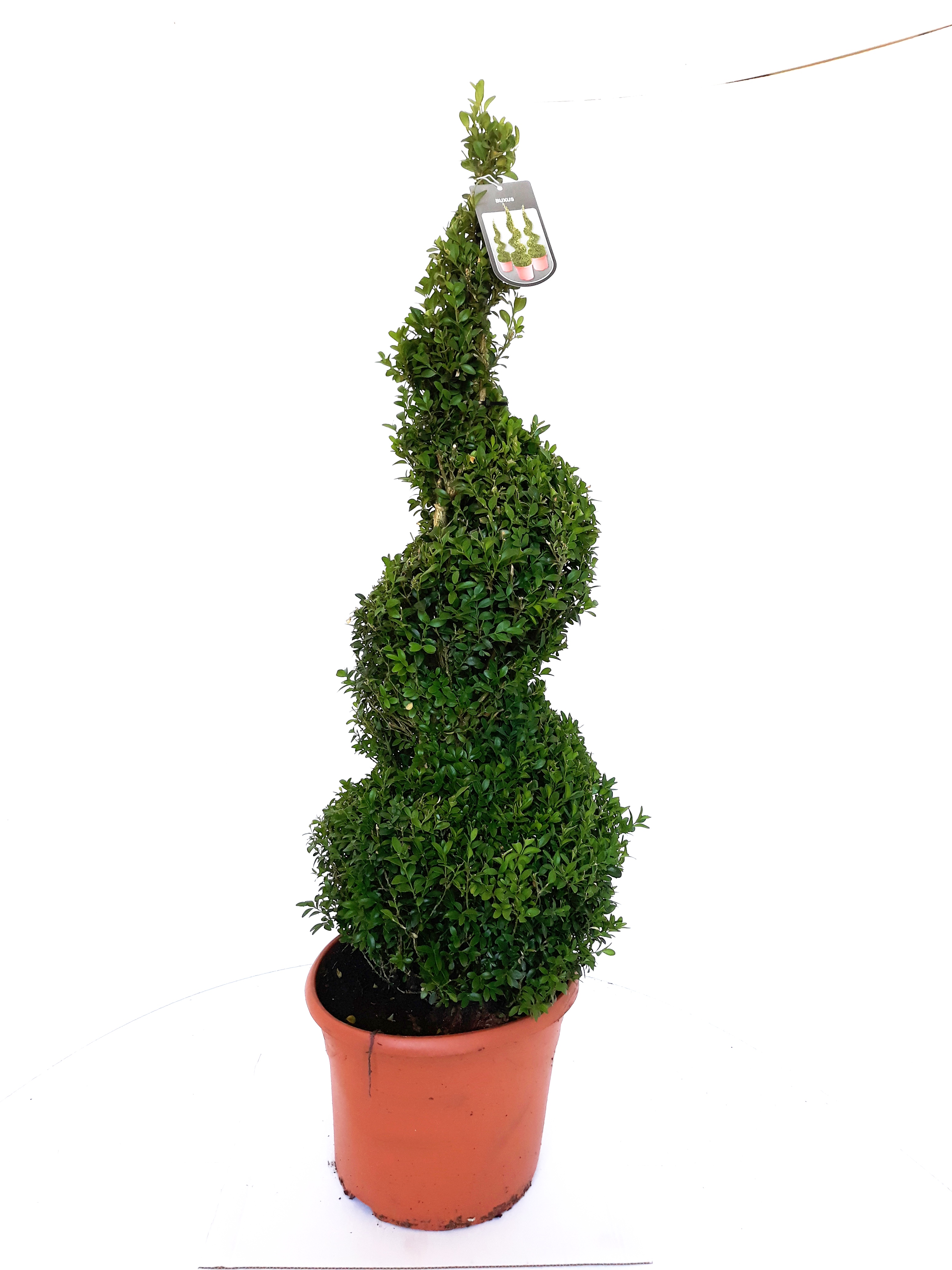 Buxus-Spirale-110-12097qv1zvtumGnd Buchsbaum - Spirale (Höhe: 100-110 cm), Buxus sempervirens