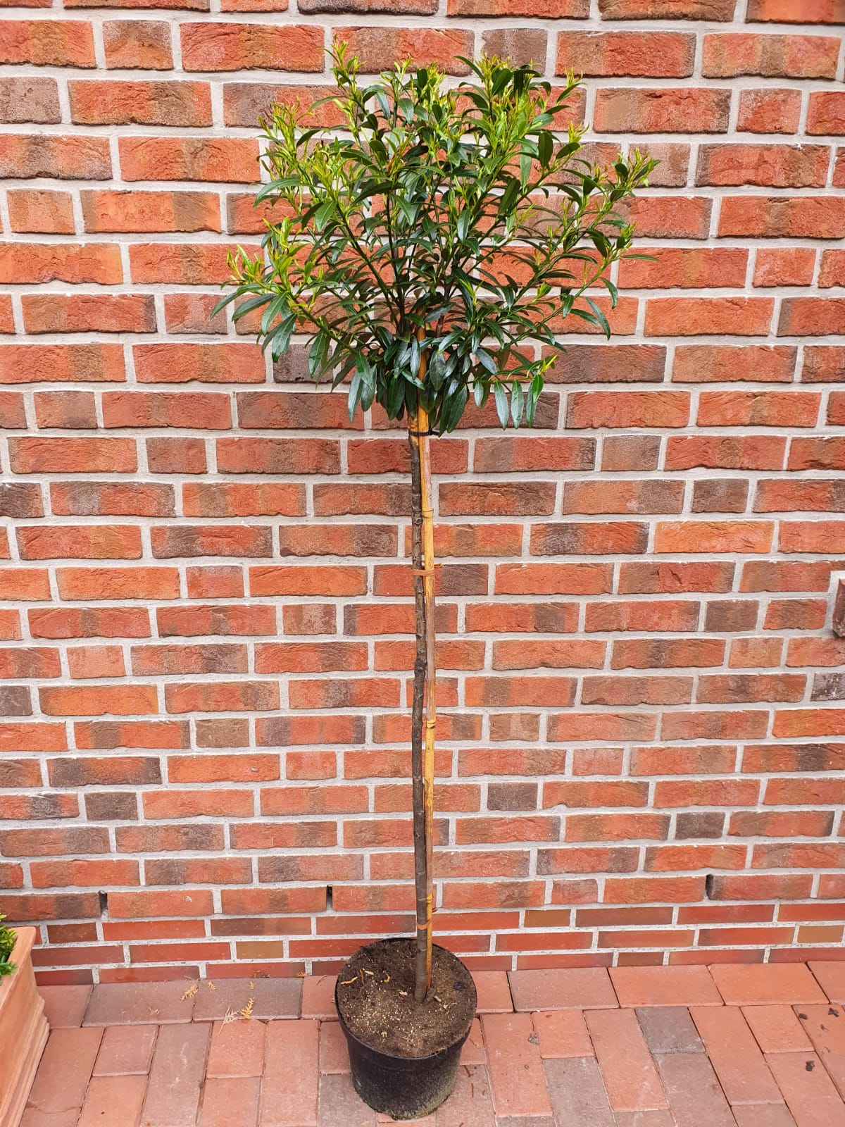 Prunus_Sofia_Wittje_170_180 Kirschlorbeer Stämmchen, Prunus laurocerasus 'Sofia' - Höhe: 170-180 cm