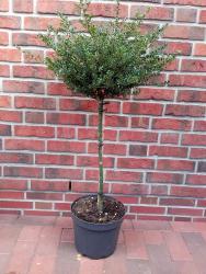 tempilexgloriegem-stamm Ilex crenata 'Glorie Gem' - Stämmchen, Bergilex (Höhe: 100-110 cm)