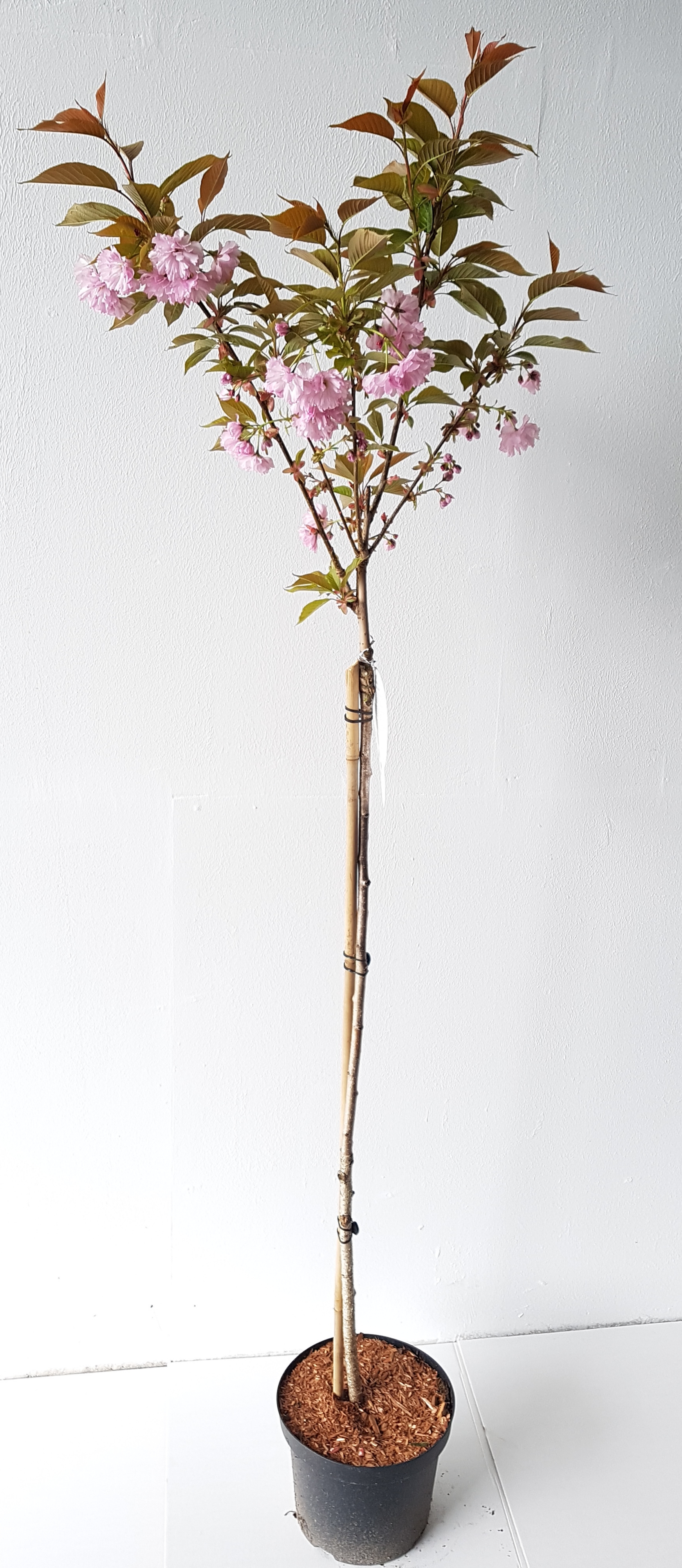 Prunus-Kanzan