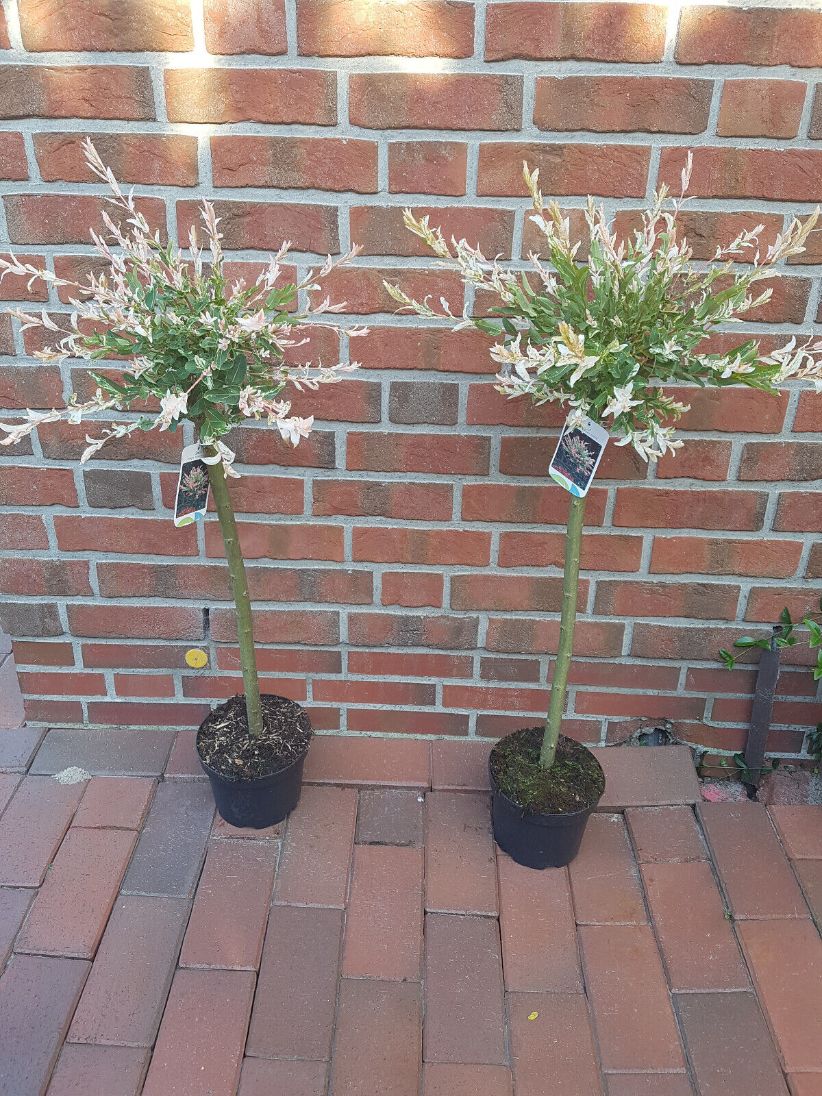nishiki Harlekinweide, Salix integra 'Hakuro Nishiki' (Höhe: 120-130 cm)