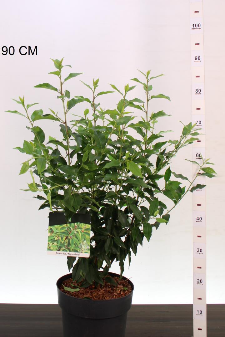 Prunus-Angustifolia