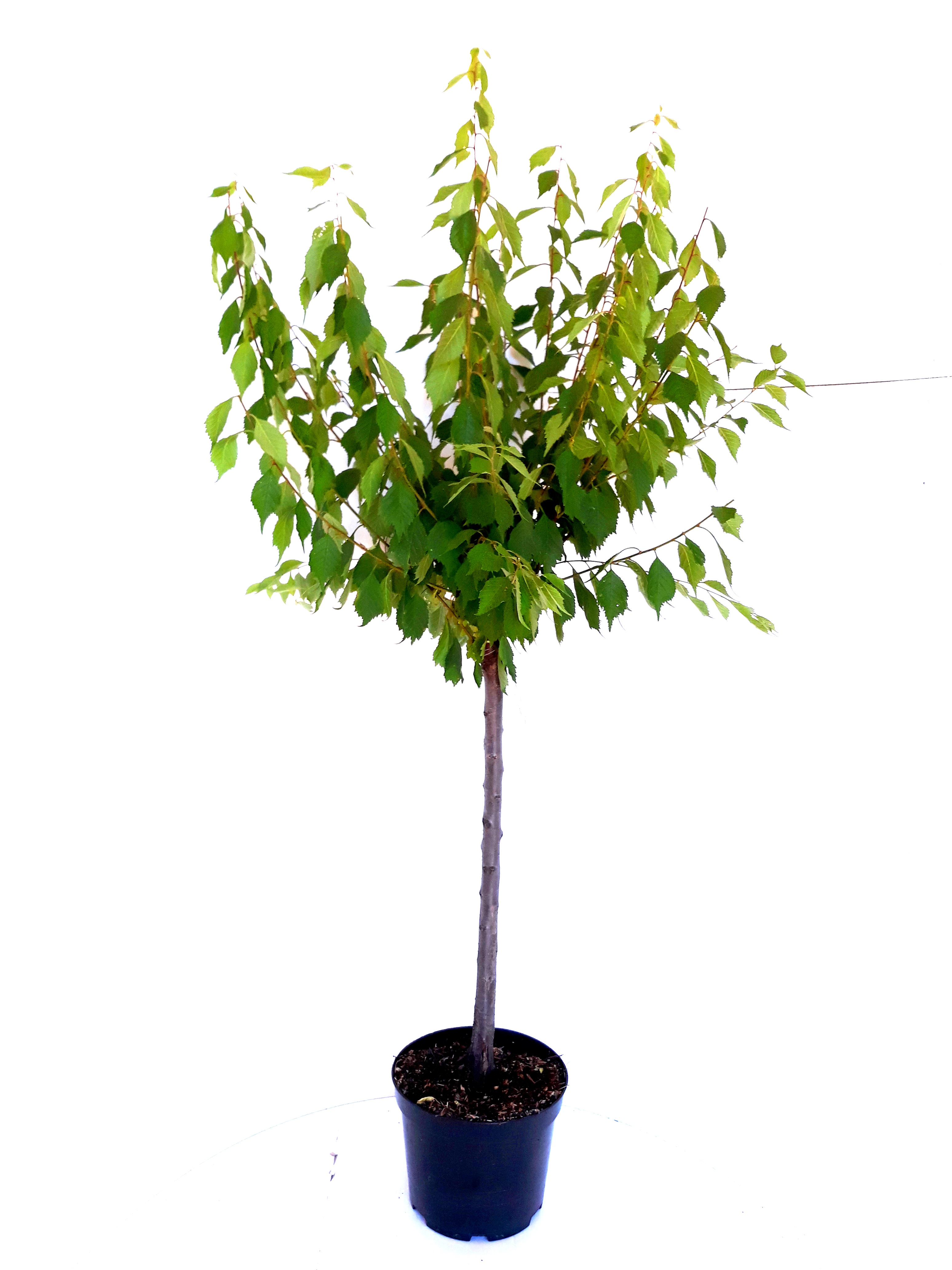 Prunus-triloba-150-160