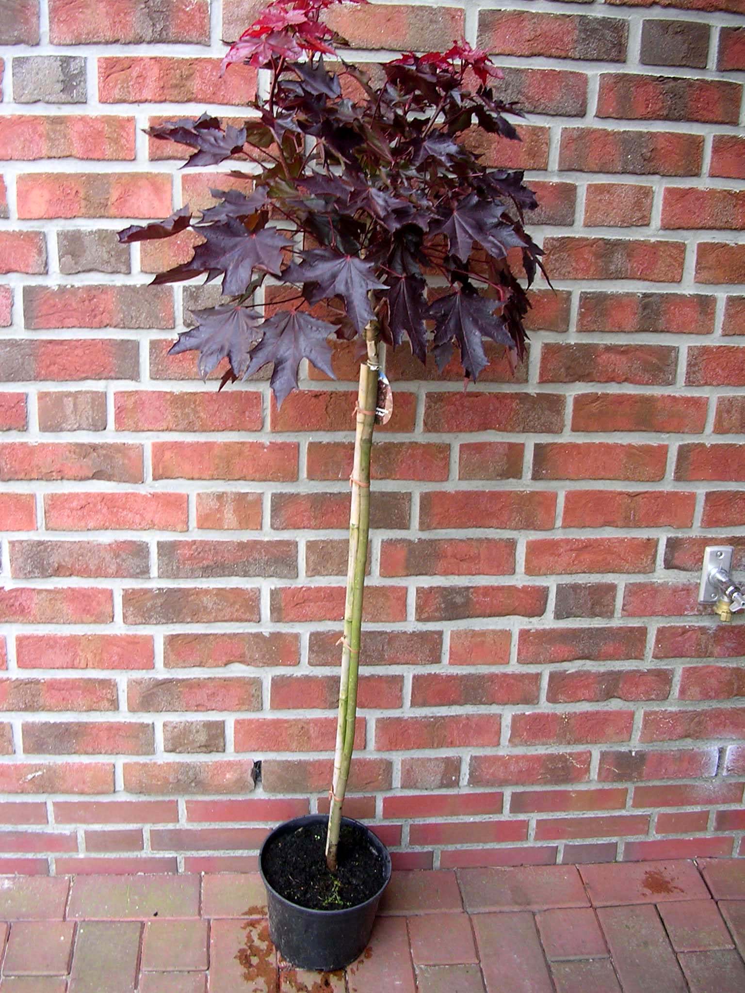 Acer-Royal-Red-Stamm Blutahorn, Acer Crimson Sentry, Ahorn, Stämmchen, Höhe: 180-190 cm (Stammhöhe: 120 cm)