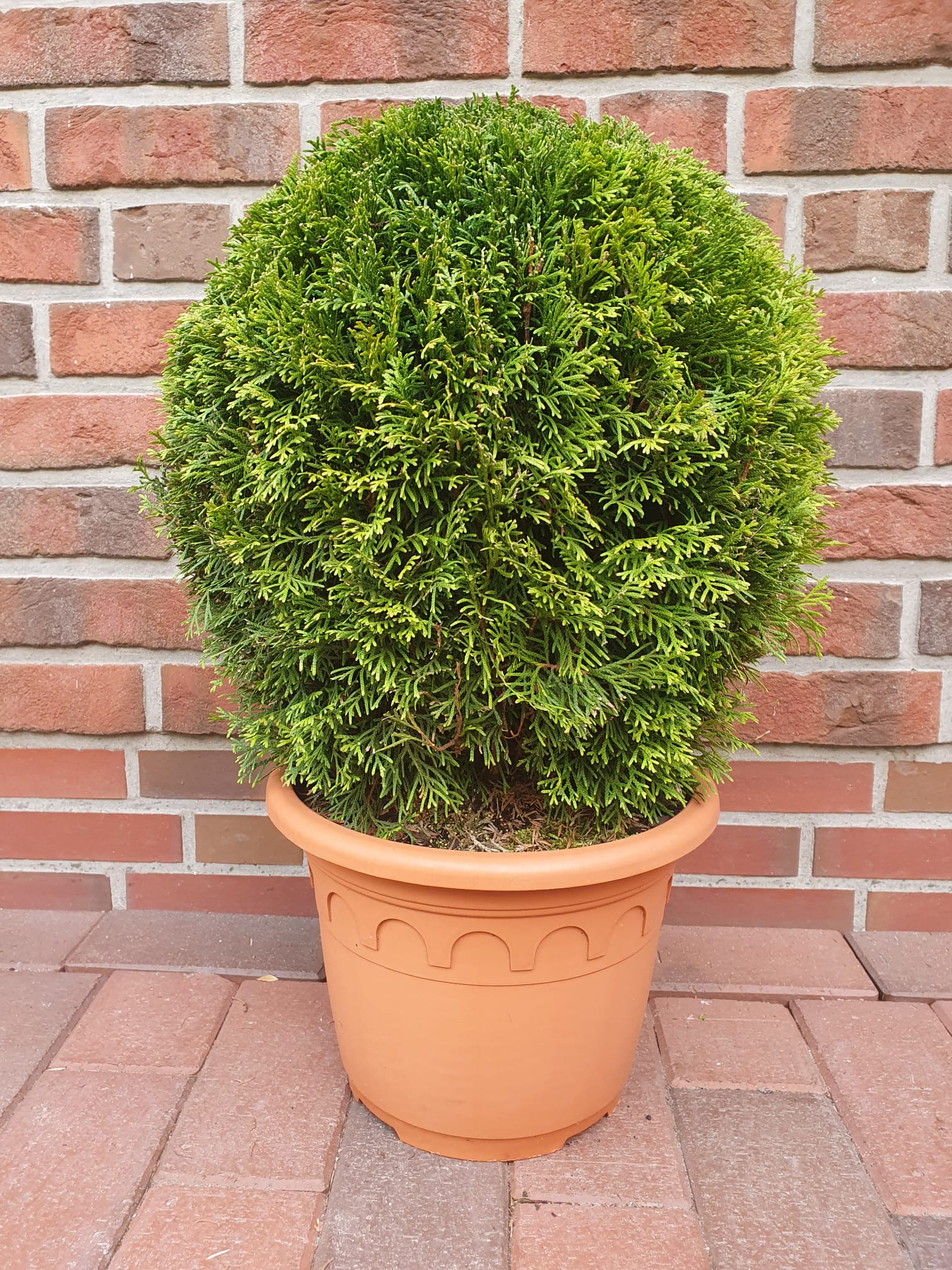 Thuja-Smaragd-Kugel Edelthuja - Kugel (Durchmesser: 40-45 cm) - Thuja occidentalis Smaragd