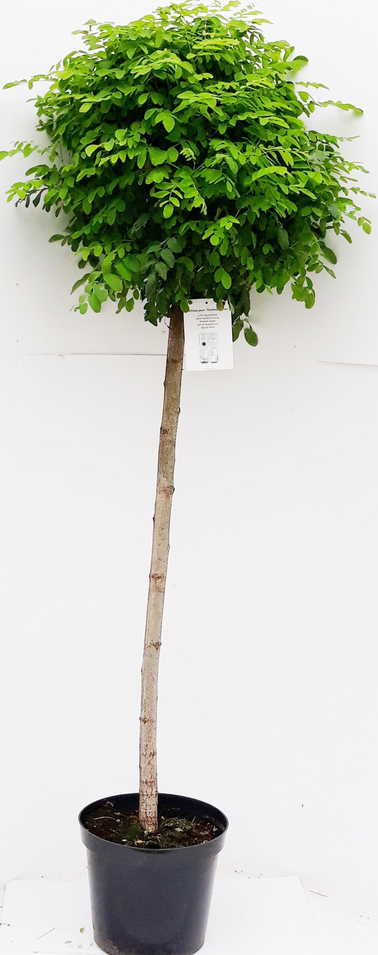 Robinia-Umbrculifera-180-190-C15OYxBpFfr8iaqW