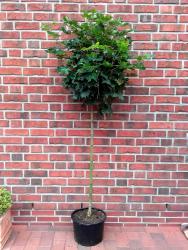 tempacerglobosum180-190neuvon2016 Kugelahorn - Stämmchen - Acer platanoides Globosum (Höhe: 180-190 cm / Sth. 125 cm)