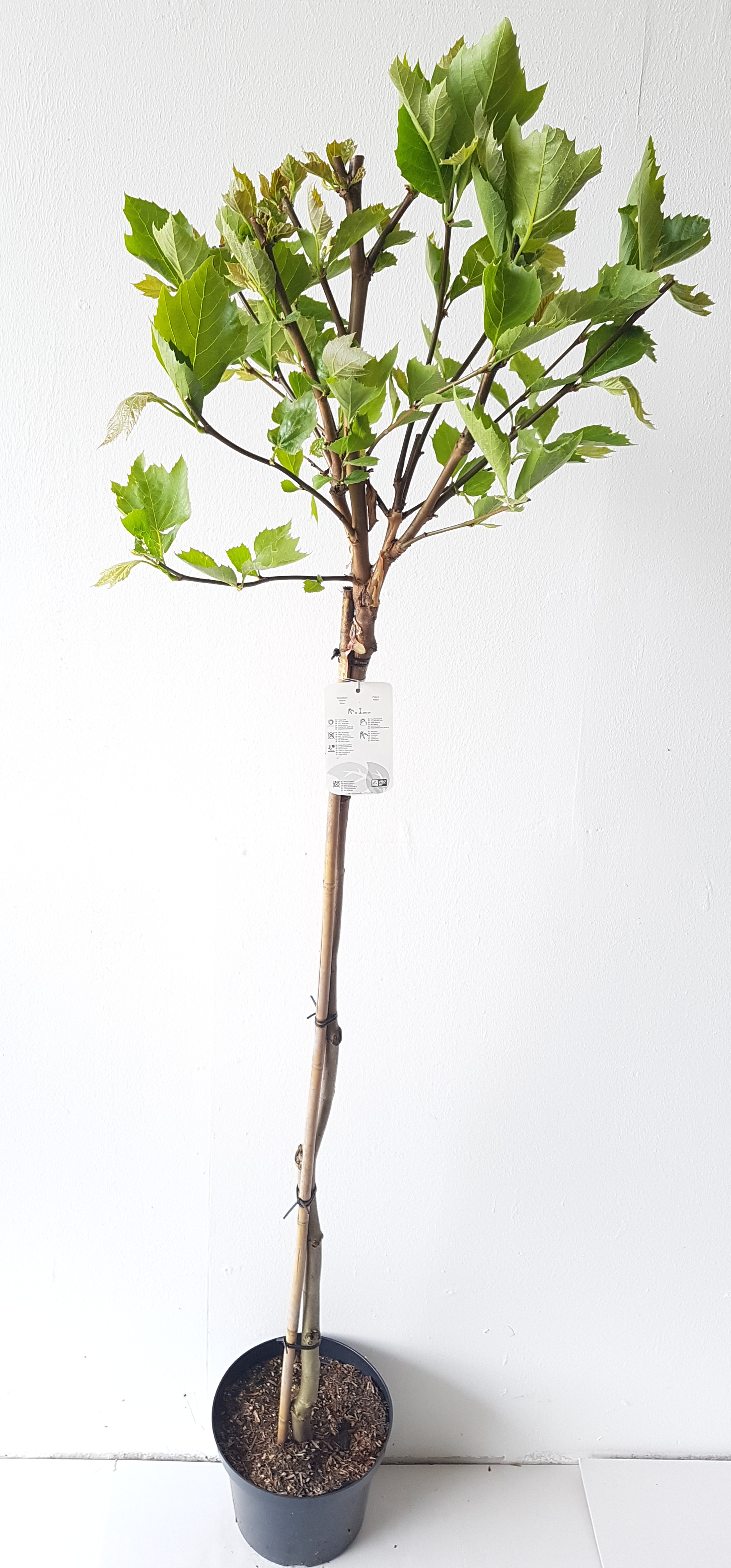 Platanus