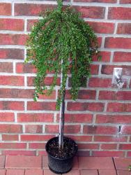 tempcotoneasterstammcongestus110cm Cotoneaster congestus - Stamm, Zwergmispel, Höhe: 120 cm