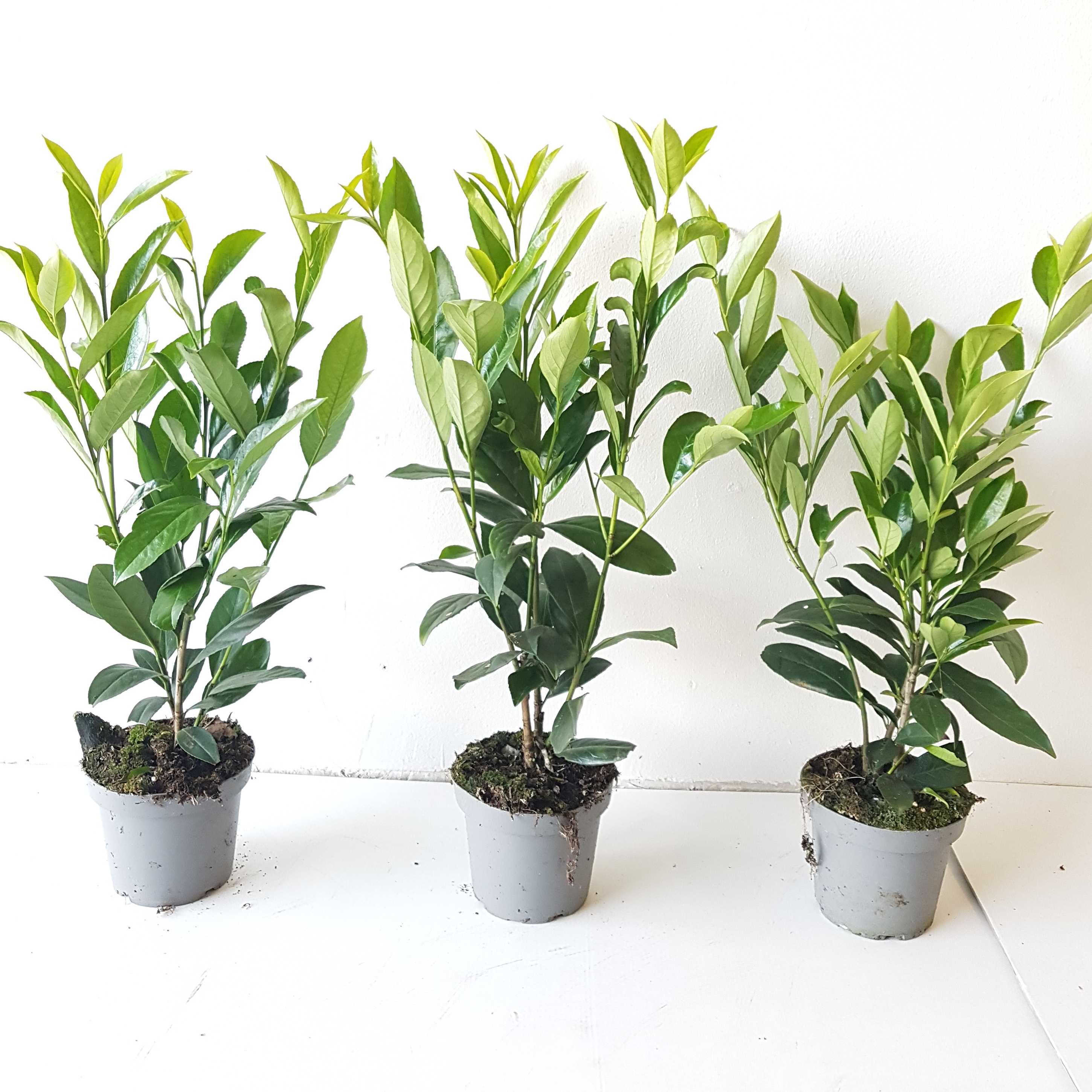 Prunus-Caucasica-40-50