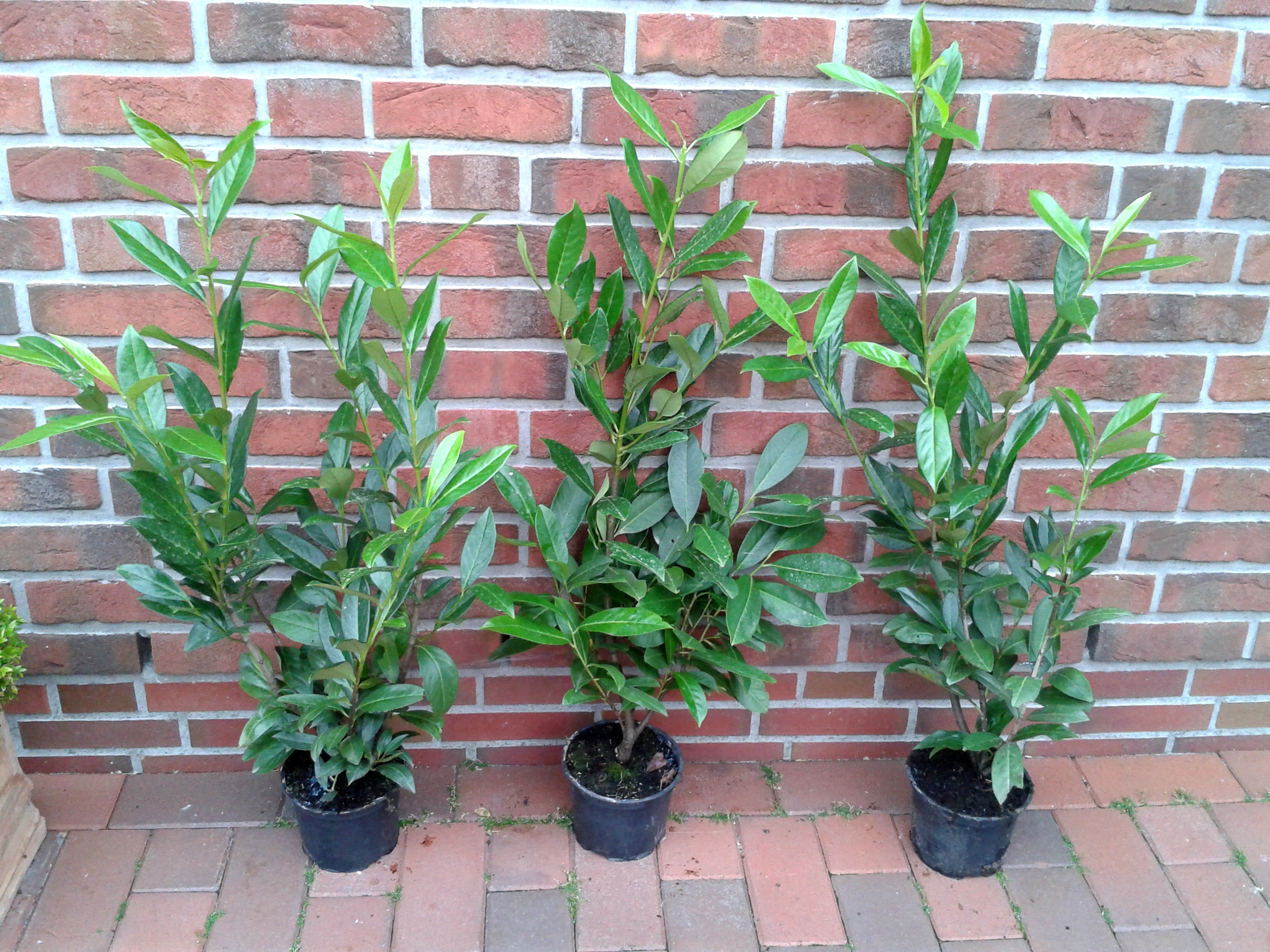 Prunus-Caucasica-80-90-3-Stk Prunus laurocerasus 'Caucasica' (Höhe: 80-100 cm / Topfvolumen: 3 Liter), Kirschlorbeer
