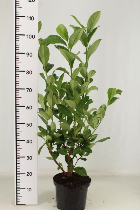 Prunus-Rotundifolia-100-120