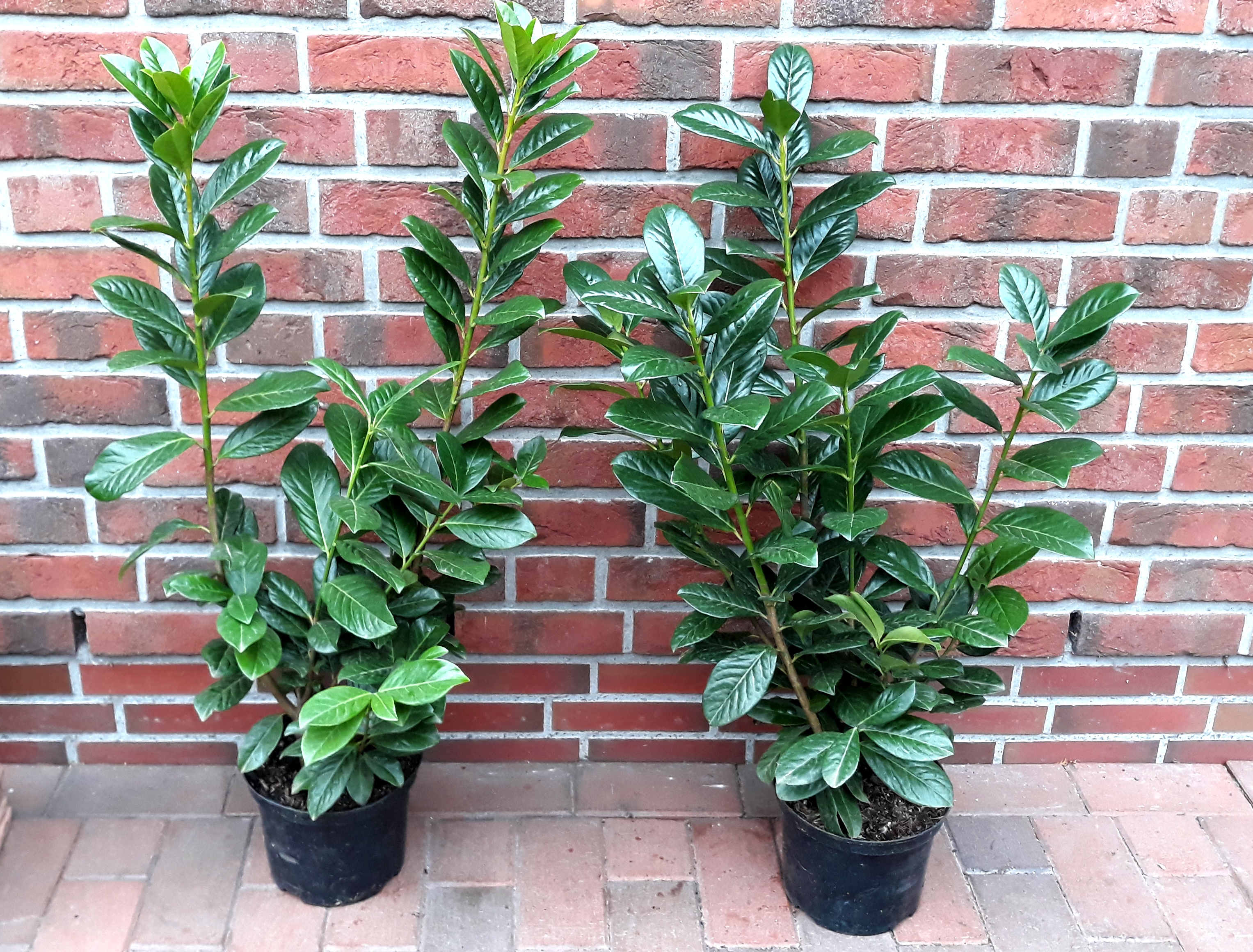 Prunus-Novita-80-100-C5