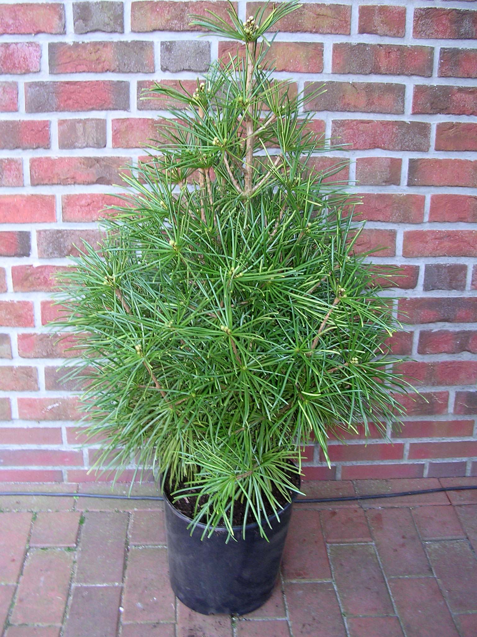 Schirmtanne-90-100 Schirmtanne (Höhe: 70-80 cm), Sciadopitys verticillata