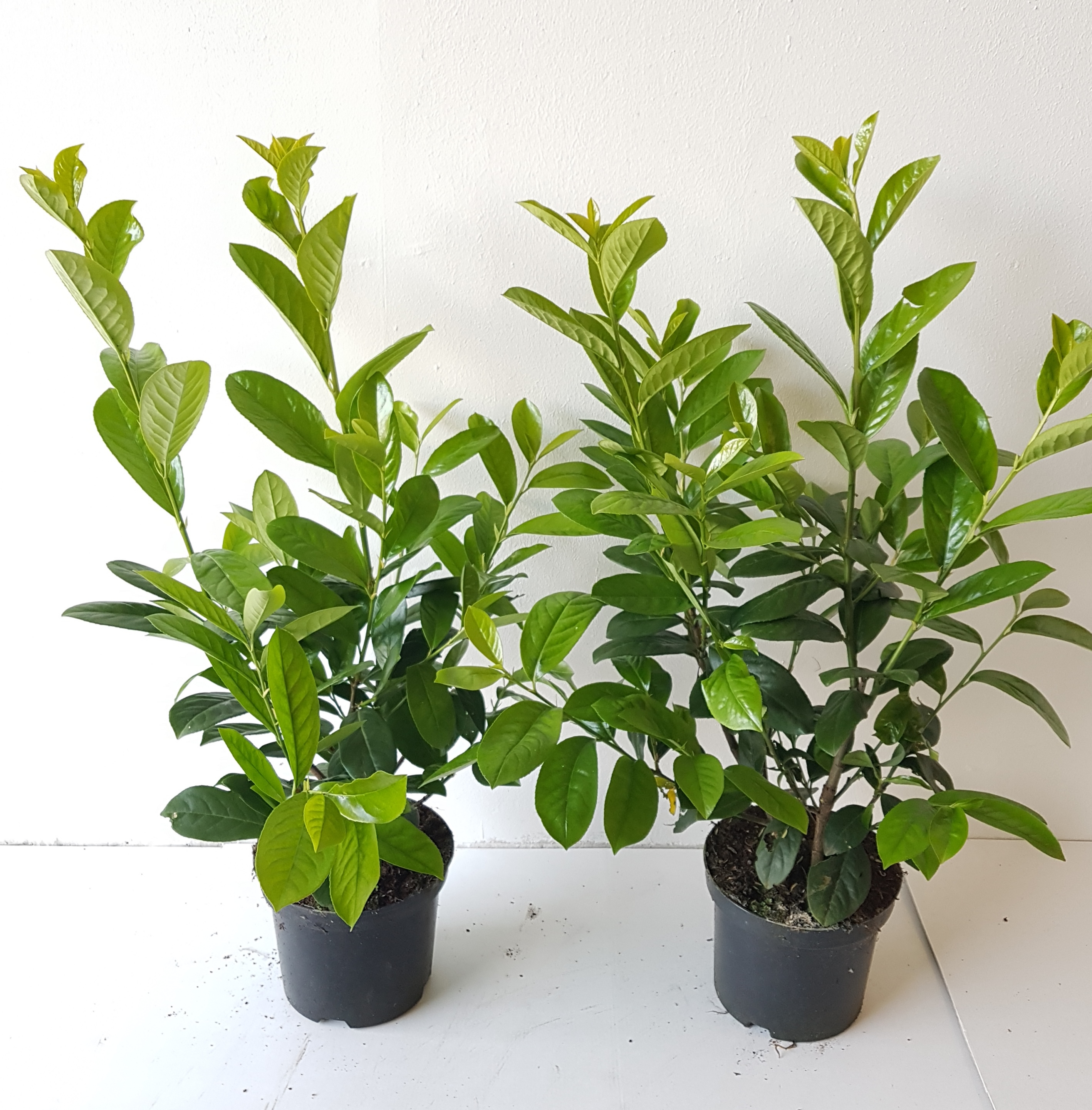 Prunus-Novita-60-70