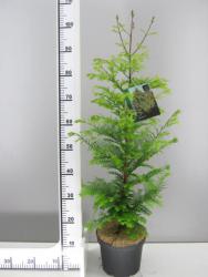 tempmetasequoiachubby Mammutbaum (Höhe: 100-110 cm), Metasequoia glyptostroboides, Chinesisches Rotholz