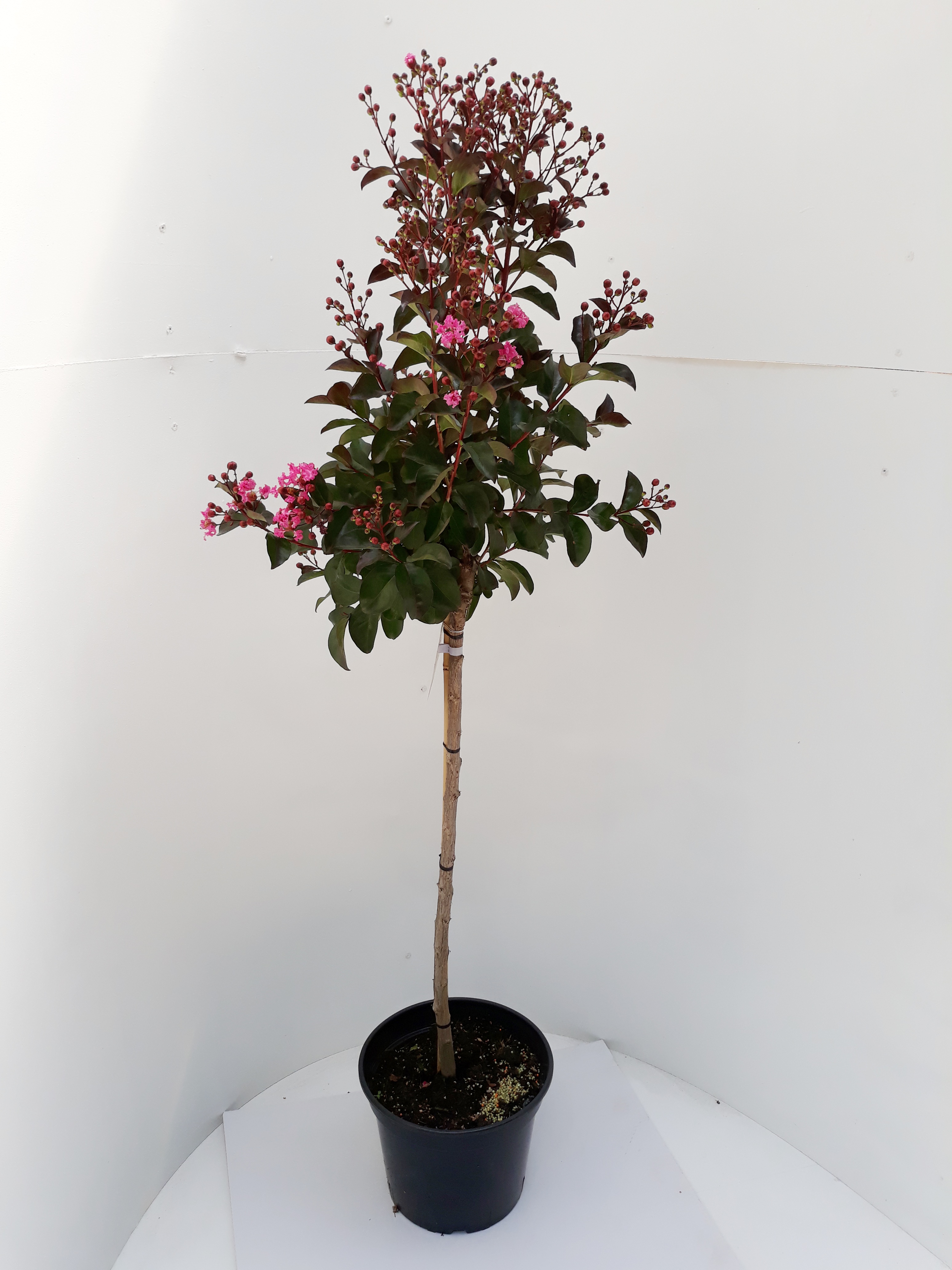 Lagerstroemia-Rhapsody-Pink-Sth80-C5 Kreppmyrte, Lagerstroemia indica Rhapsody in Pink, Höhe: 140-150 cm inkl. Topf