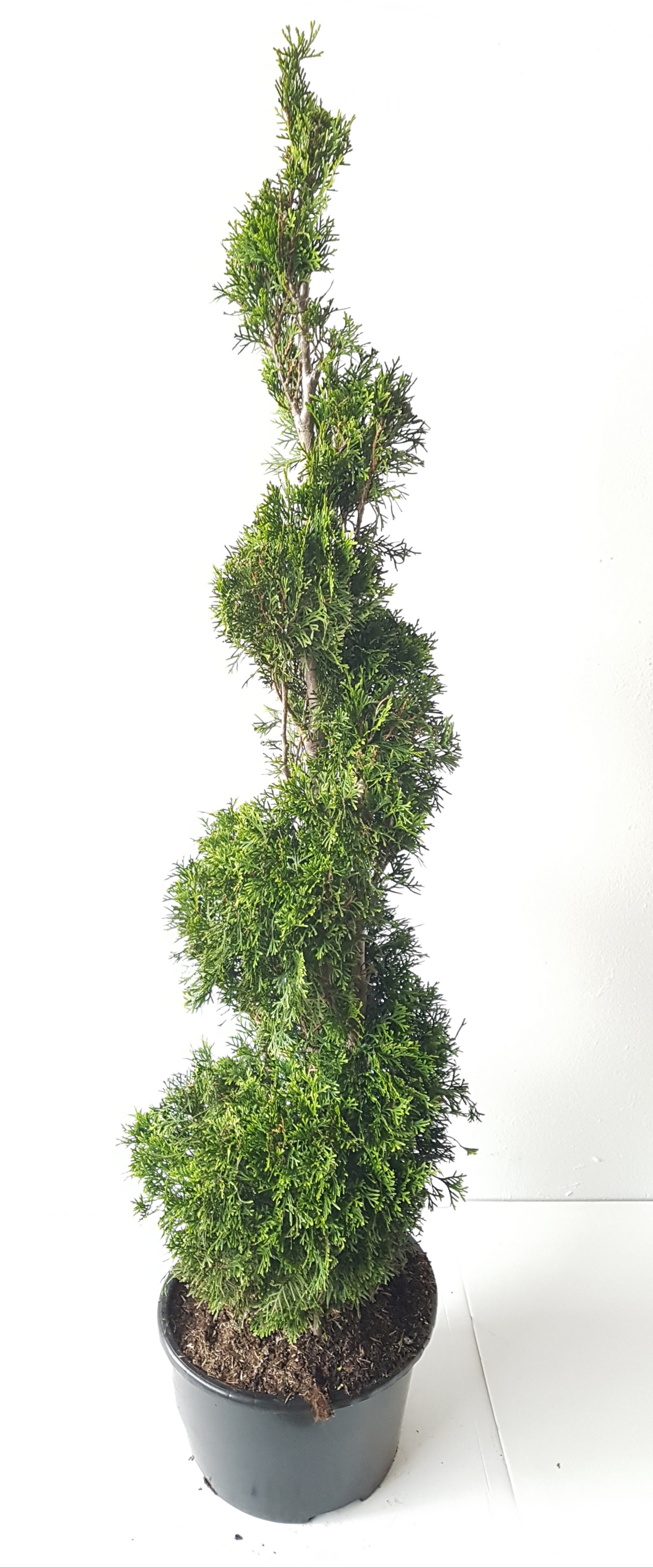 Thuja-Spirale