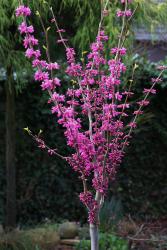 tempcercischinensisavondale-knospenstand-1s1b7875b Chinesischer Judasbaum, Cercis chinensis 'Avondale' auf Stamm (Höhe: 120-130 cm inkl. Topf)