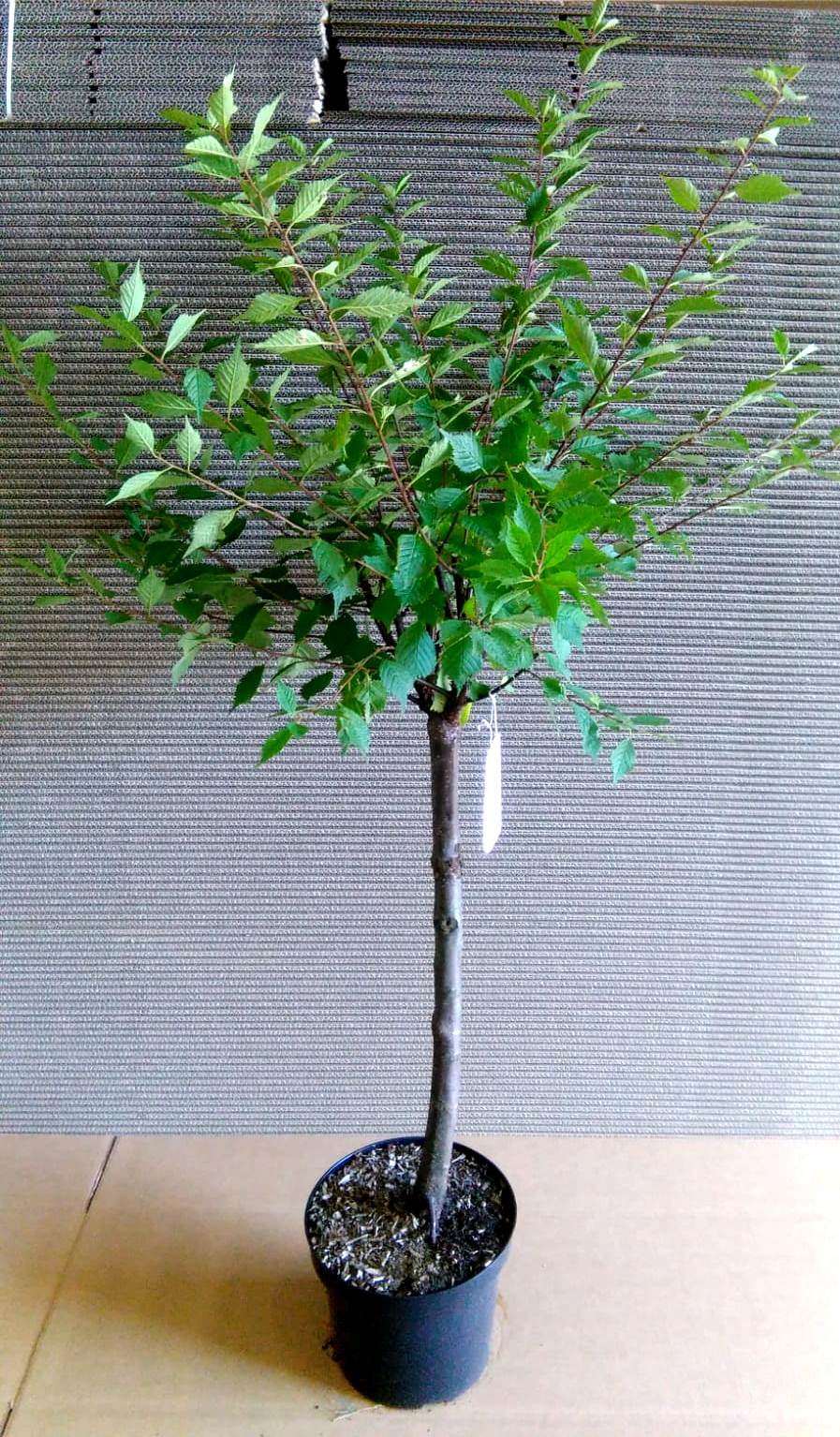 Prunus-triloba-140-150 Mandelbaum, Prunus triloba, rosa Blüte, Höhe: 170-180 cm