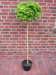 tempmetasequoiamatthaeisth125 Kugel-Mammutbaum (Höhe: 160-170 cm), Metasequoia Matthaei, Stämmchen
