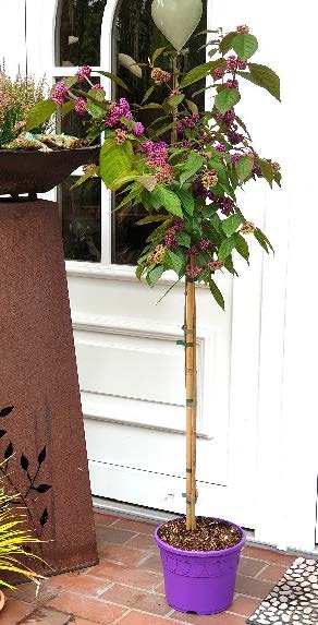 Callicarpa