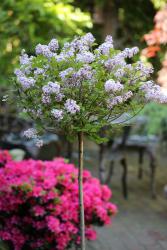 tempsyringameyeripalibin1s1b0620 Zwerg - Duftflieder, Stämmchen, Syringa meyeri Palibin (Höhe: 120-130 cm)