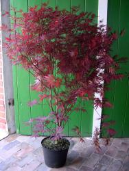 tempaceratrop140cm-3 Japanischer Fächerahorn, Acer palmatum Atropurpureum (Höhe: 120-130 cm)