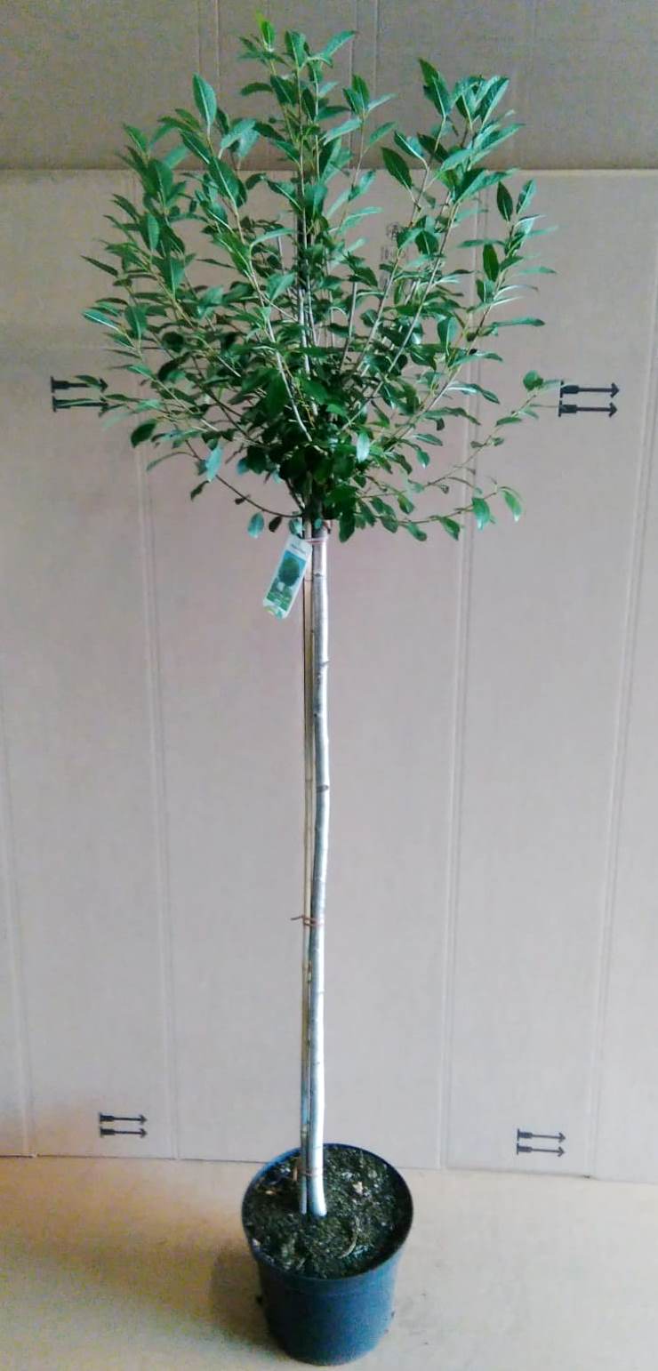Prunus-frut-Globosa-170-180