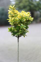tempeuonymusfortuneicanadalegold1s1b6605 Euonymus fortunei 'Emerald'n Gaiety' auf Stamm (Höhe: 80-90 cm), Kletterspindel, Kriechspindel