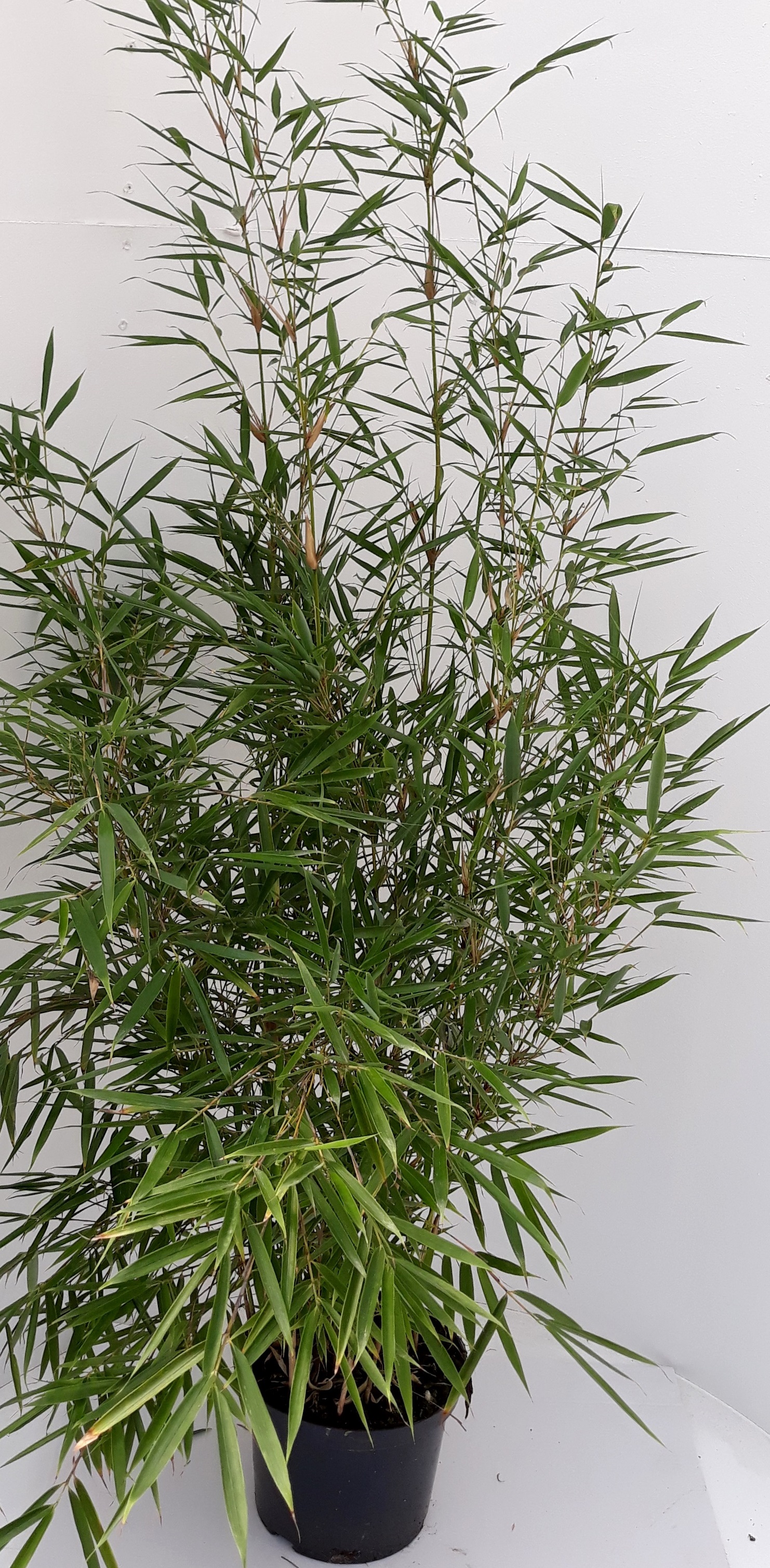 Fargesia-Campbell Fargesia robusta 'Campbell' (Höhe: 110-120 cm), Gartenbambus