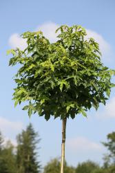 tempgumball1 Amberbaum (Höhe: 170-180 cm), Liquidambar styraciflua Gumball