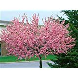 Prunus-triloba