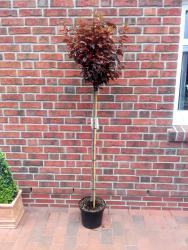 tempprunuscerasiferanigra180-190 Blutpflaume auf Stamm - Prunus cerasifera Nigra - essbare Früchte - Höhe: 250 cm (Stammhöhe: 180 cm)