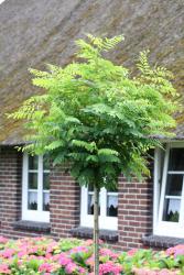 tempkugelrobinie Kugelrobinie (Höhe: 250 cm / Sth. 180 cm, Stämmchen, Akazie, Robinia pseudoacacia Umbraculifera