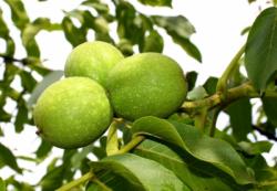 tempjuglansregiasusanneschmich Walnuss (Höhe: 150-160 cm), Juglans regia, essbare Früchte