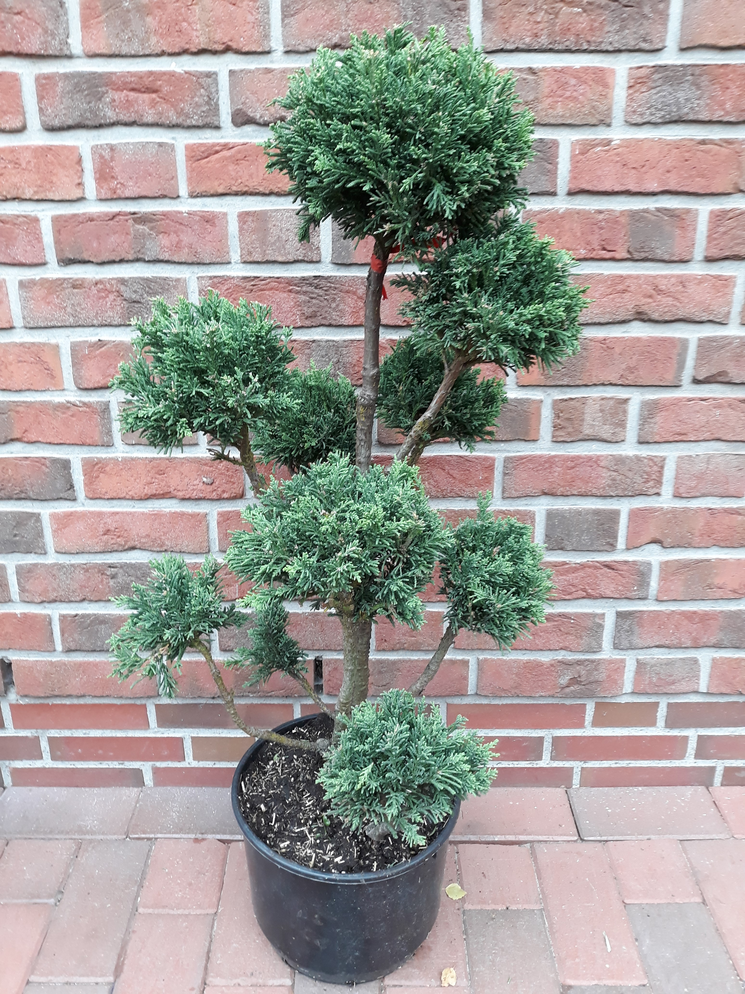 Bonsai_Chamaecyparis_drath_1gh7JLs6XyQhpY Chamaecyparis obtusa 'Drath' (Höhe: 110-120 cm), Gartenbonsai, Formpflanze