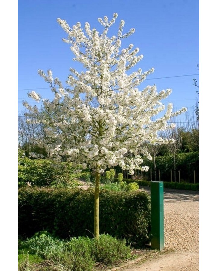 malus-evereste Zierapfel auf Stamm - Malus 'Evereste' (Höhe: 160-170 cm / Sth. 120 cm)