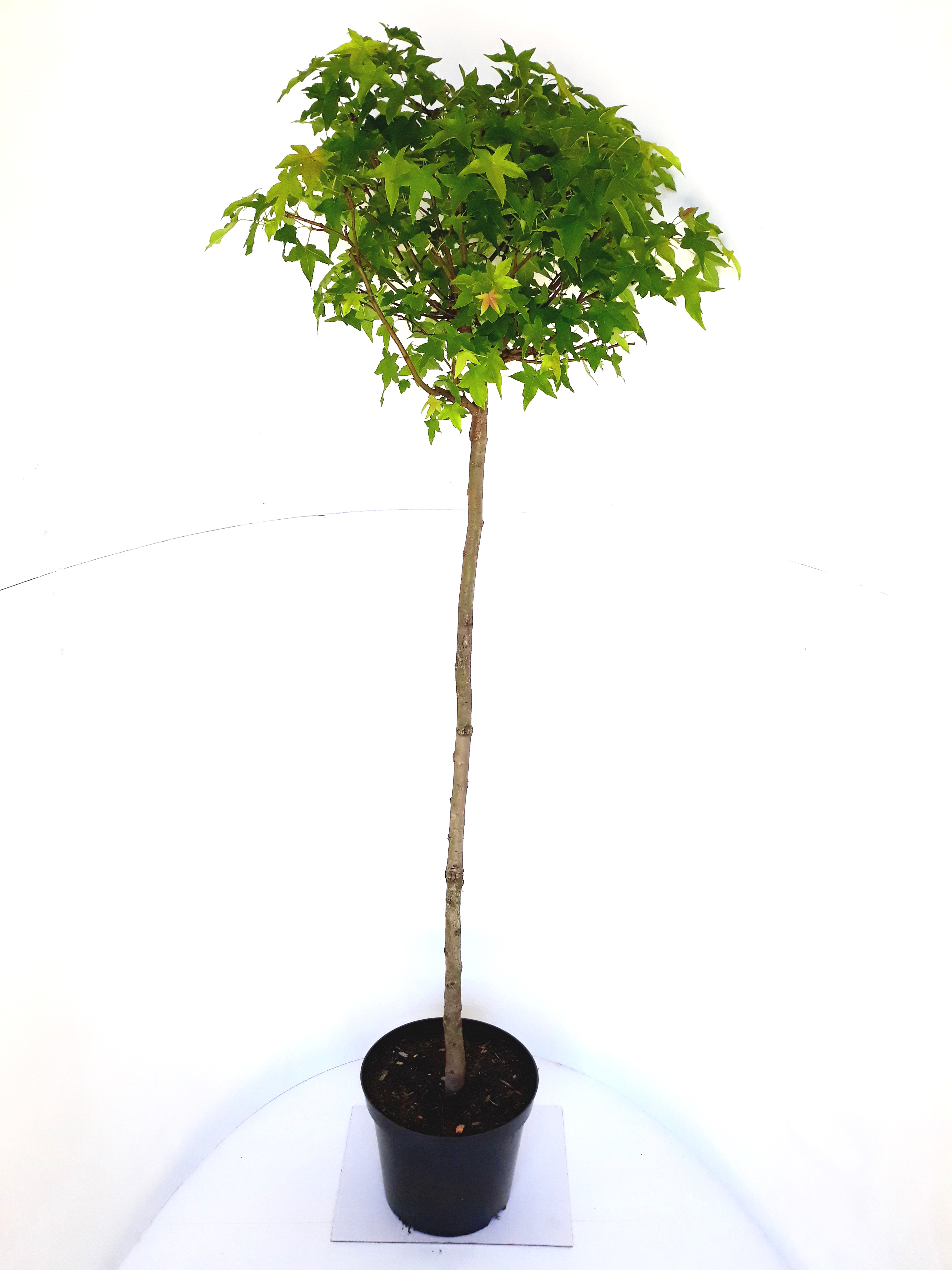 Liquidambar-Gumball-Sth125-C15