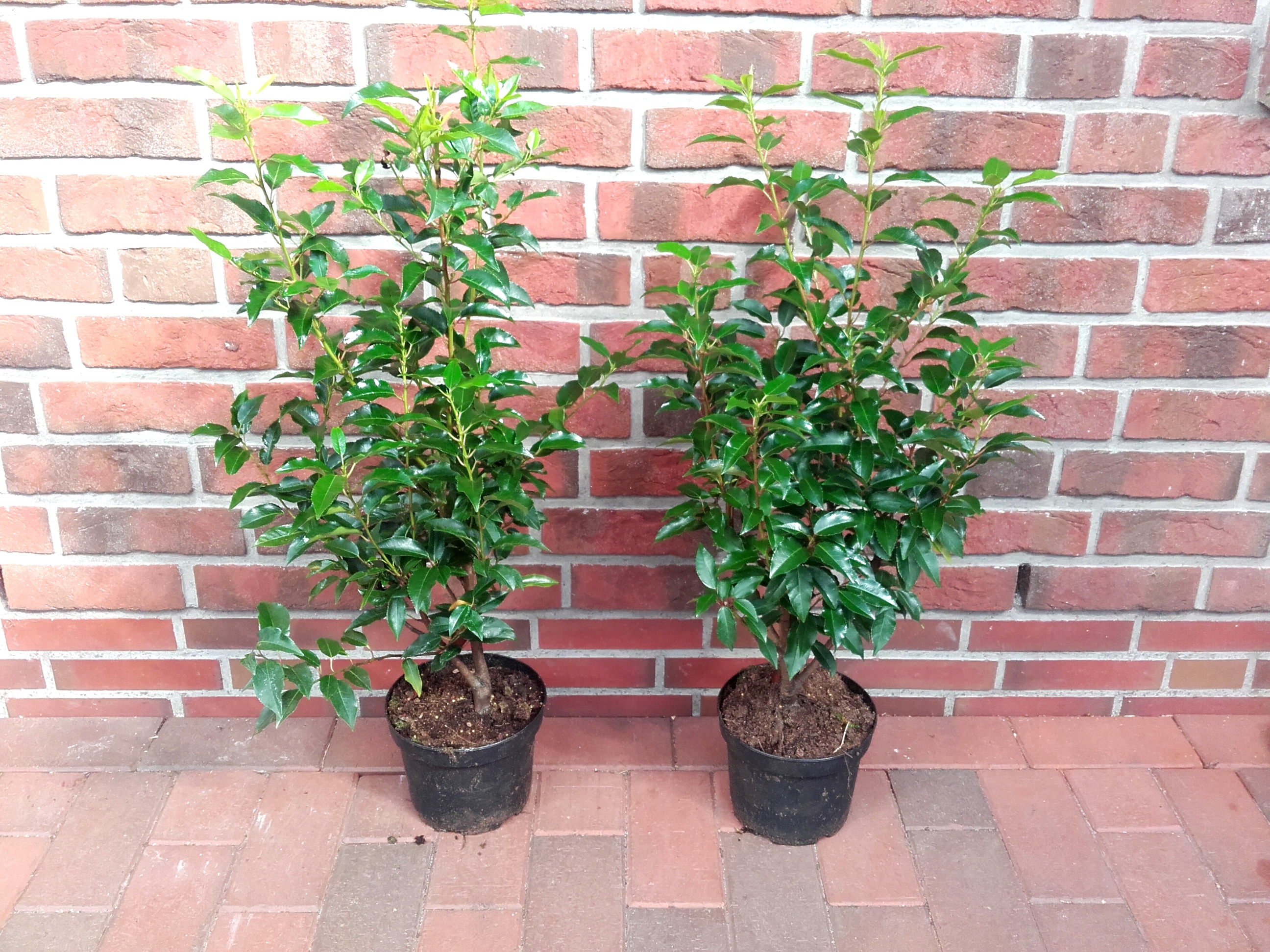Prunus-lusitanica-Super-70-80-cm Lorbeerkirsche (Höhe: 60-70 cm / Topfvolumen: 3 Liter) - Prunus lusitanica Angustifolia