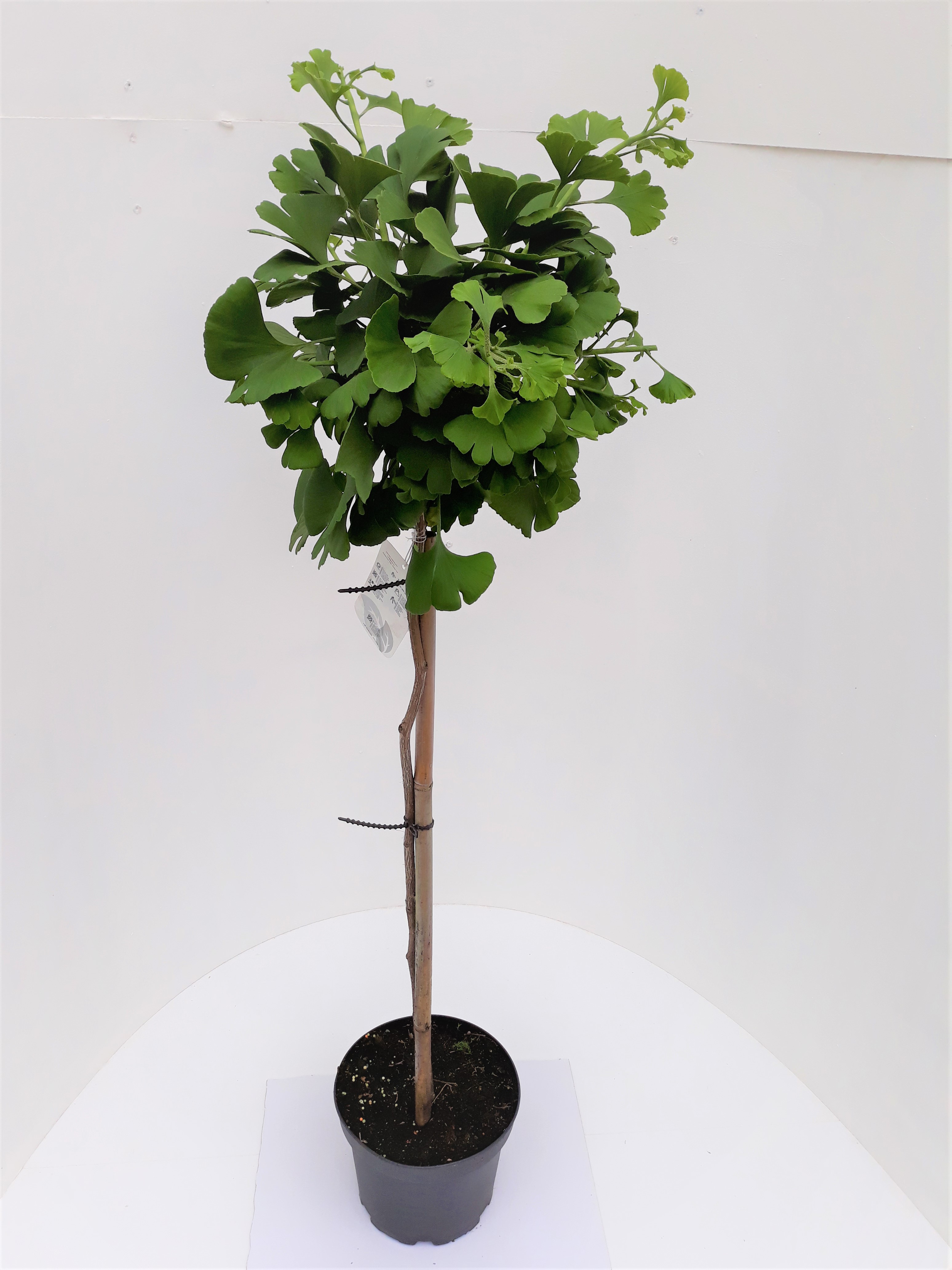 Ginkgo-Marieken Ginkgo biloba Mariken, Kugeliger Fächerblattbaum (Höhe: 120-130 cm)