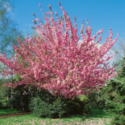 temp074897 Japanische Nelkenkirsche - Prunus serrulata Kanzan auf Stamm (Höhe: 180-190 cm / Sth. 130 cm)