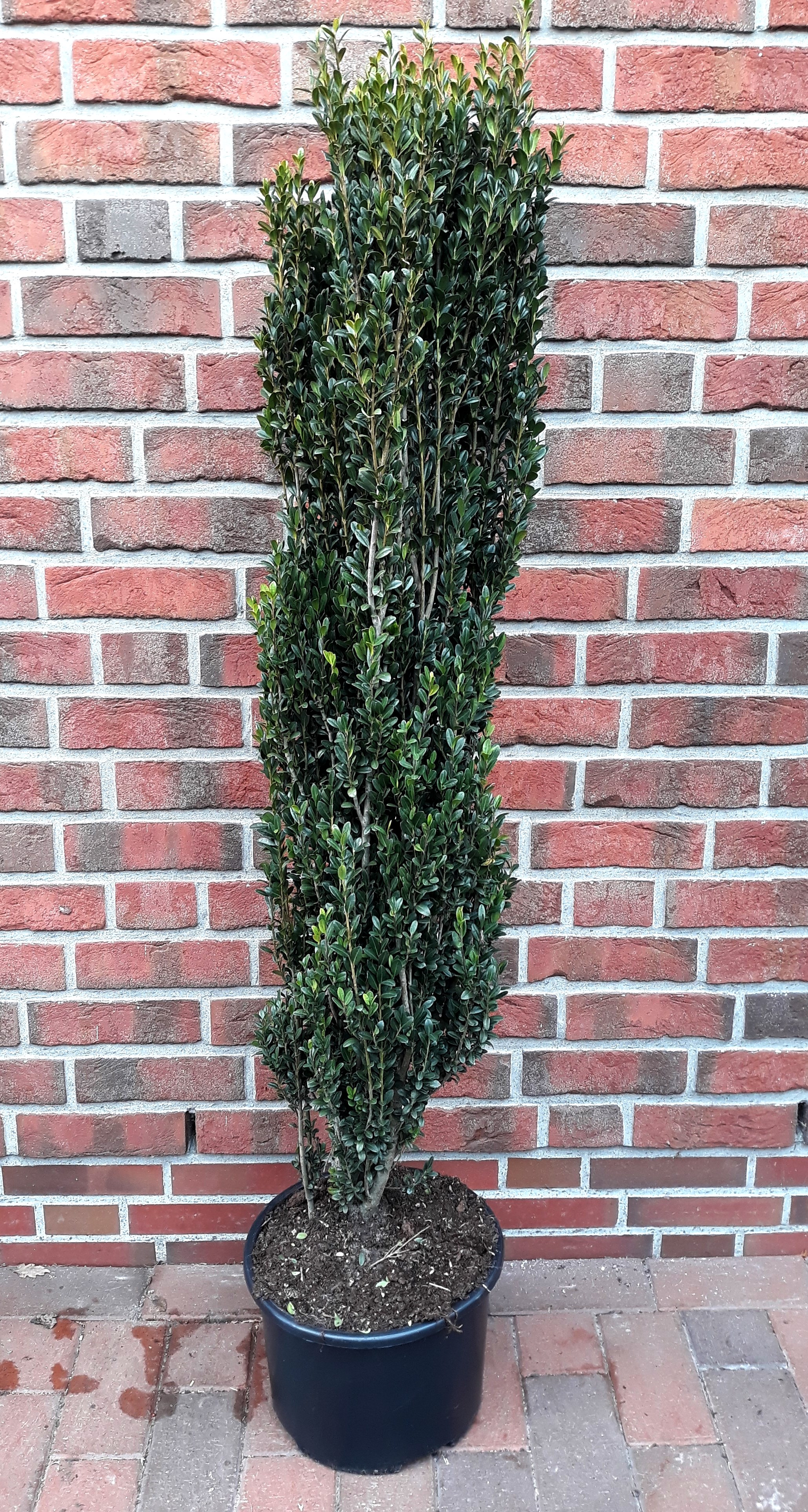Ilex-crenata-Fastigiata-140-150 Säulen - Ilex, Ilex crenata 'Fastigiata' (Höhe: 110-120 cm), Alternative zum Buchsbaum